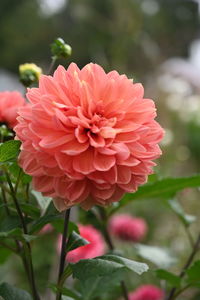 Close-up of pink dahlia flower