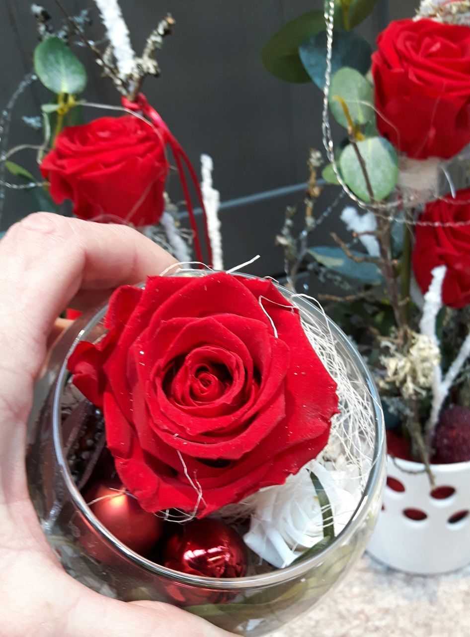 CLOSE-UP OF RED ROSES WITH ROSE