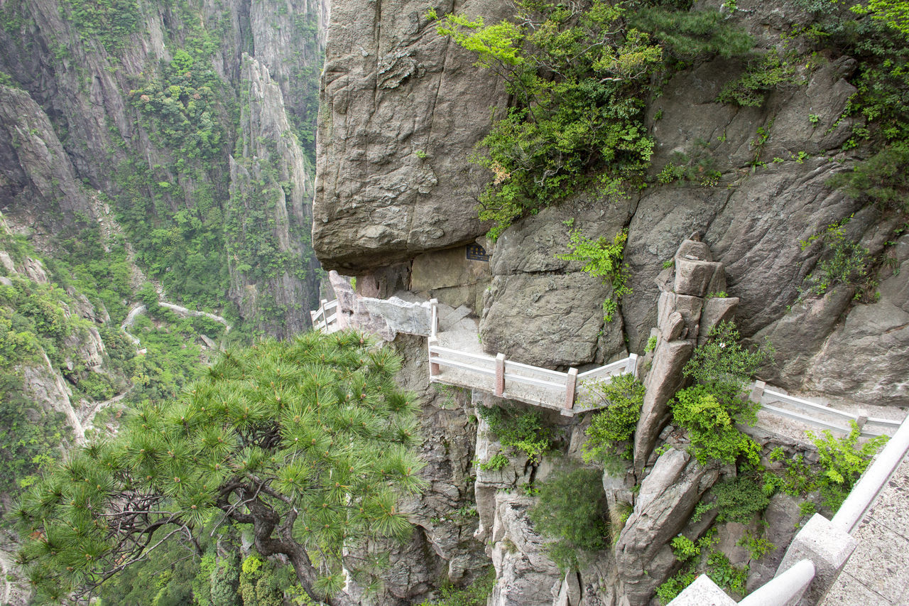 PLANTS GROWING ON ROCK