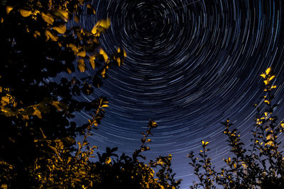 Low angle view of trees against sky at night