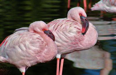 Close-up of flamingoes at lakeshore