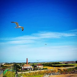 Bird flying over blue sky