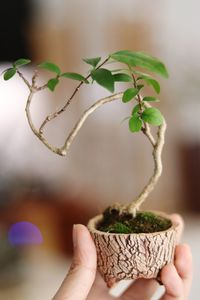 Close-up of hand holding small plant