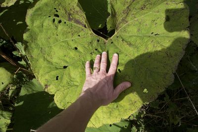 Close-up of human hand