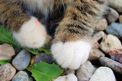 Low section of cat sitting on rocks