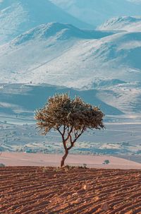 Tree on field against sky