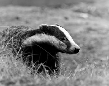 Close-up of a badger