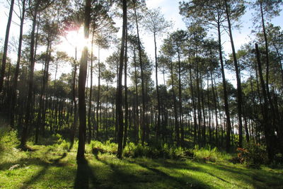 Sunlight streaming through trees in forest