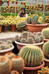 High angle view of succulent plants in greenhouse