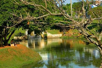 Reflection of trees in pond