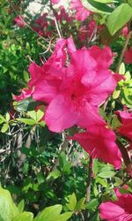 Close-up of pink flower