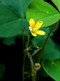 Close-up of yellow flower blooming outdoors