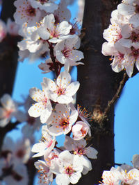 Close-up of white apple blossoms in spring