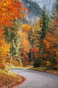 Road amidst trees during autumn