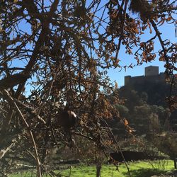 Low angle view of bird on tree against sky