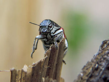 Close-up of insect on leaf