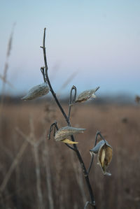 Seed pods before sunrise