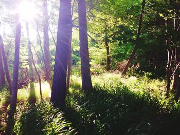 Sun shining through trees in forest