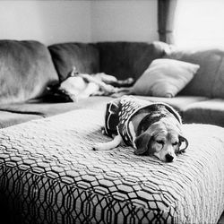 Dog sleeping on bed