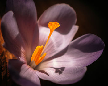 Close-up of orange crocus flower