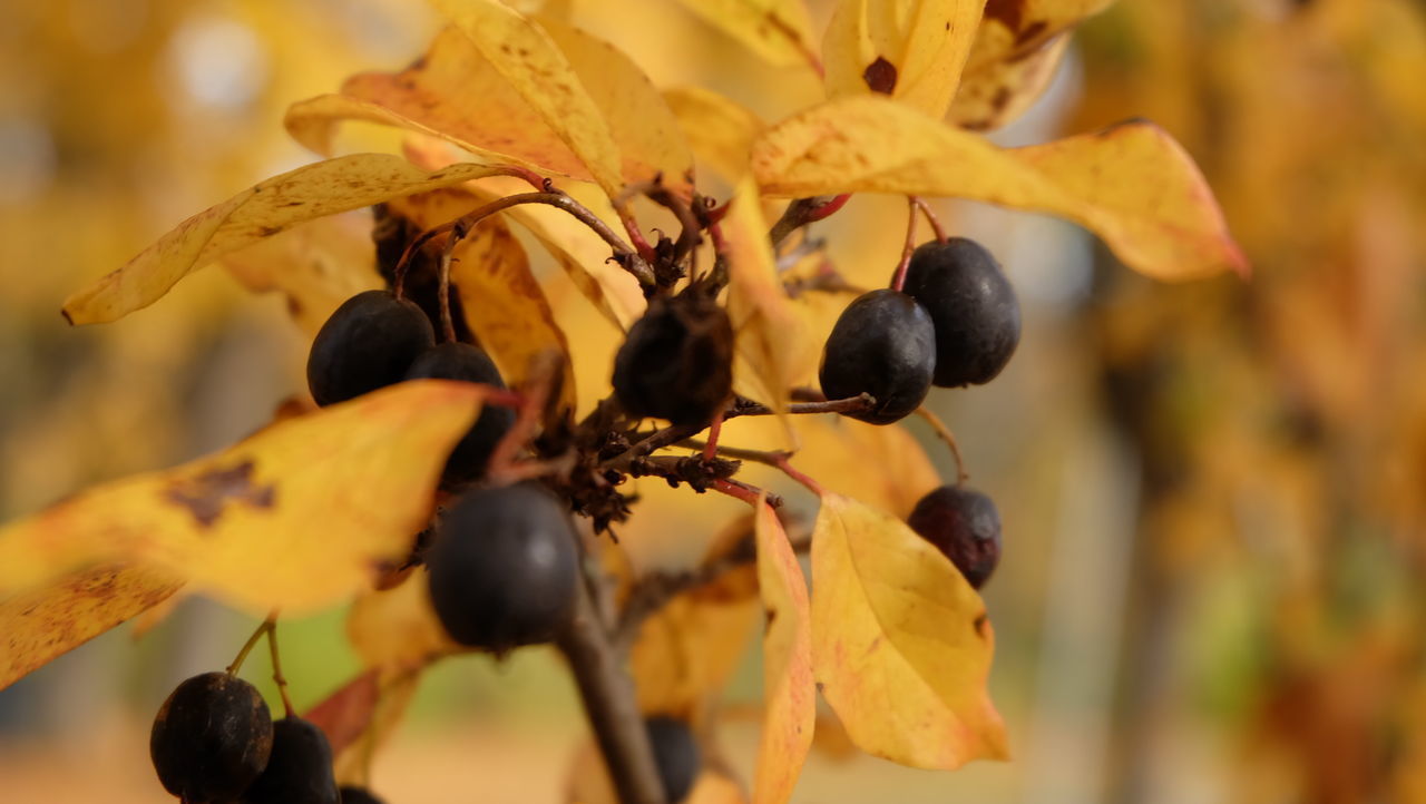 CLOSE-UP OF FRESH FRUITS ON PLANT