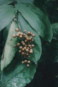 Close-up of berries growing on tree