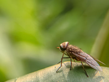 Close-up of insect