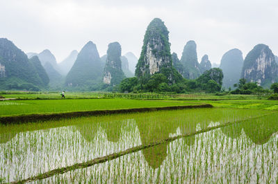 Scenic view of rice field against sky