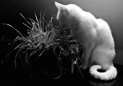 Close-up of cat sitting