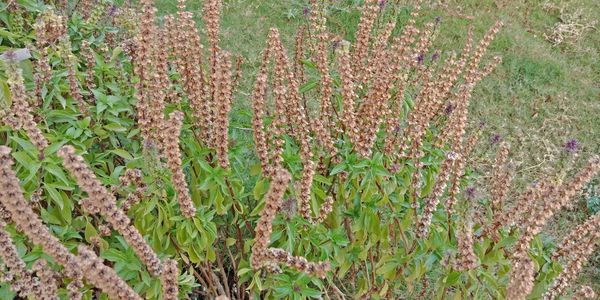 High angle view of flowering plants on land