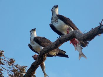 Low angle view of birds perching on tree against sky