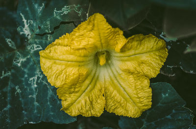 Close-up of yellow rose leaf