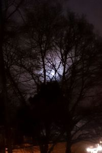 Low angle view of bare trees against sky