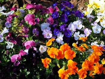 High angle view of purple flowering plants