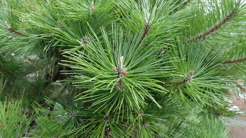 Close-up of pine tree