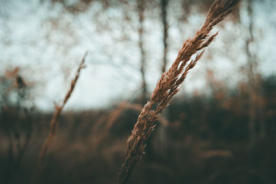 Close-up of stalks against blurred background