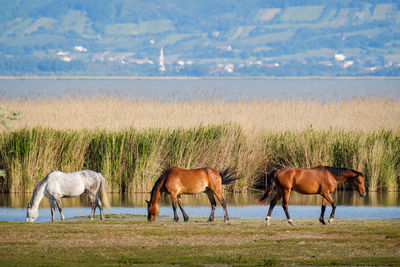 Horses grazing on landscape against sky