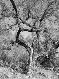 Bare trees on field