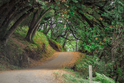 Road amidst trees in forest