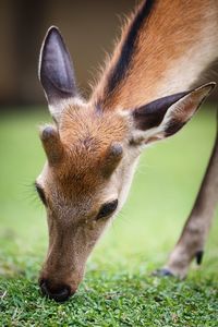 Close-up of deer on field