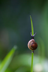 Close-up of snail on plant