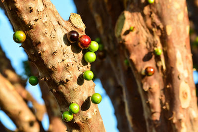 Close-up of blackbarries growing on tree trunk