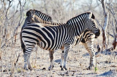 View of zebras standing on field