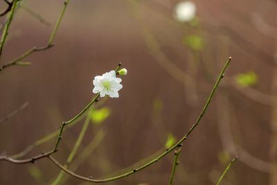 Close-up of white flowering plant