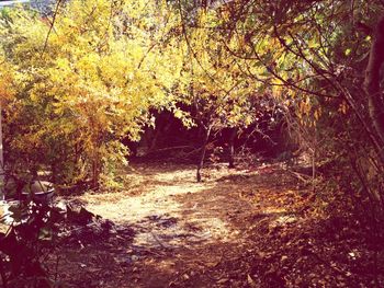 Footpath amidst trees