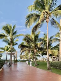 Palm trees at beach against sky