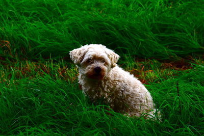 Small dog sitting on grass in field