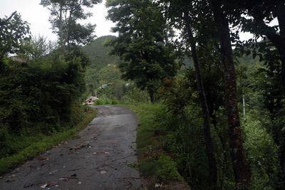 Dirt road passing through forest