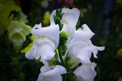 Close-up of white flower