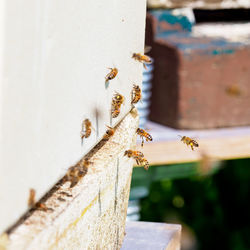 Close-up of bee on wood